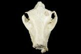 Partial, Fossil Oreodont (Merycoidodon) Skull - Wyoming #174371-1